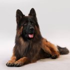 سگ ژرمن شپرد شولاین بلک فیس در تهران در گروه سگ و گربه در یکمیوه