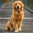 سگ گلدن رتریور سگ خانواده در چهارباغ در گروه سگ و گربه در یکمیوه