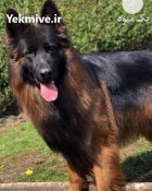 باشگاه فروش سگهای ژرمن نگهبان زیبا در گروه سگ و گربه در یکمیوه