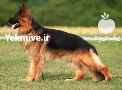 فروش توله ژرمن شولاین 50 روزه در تهران در گروه سگ و گربه در یکمیوه -عکس1