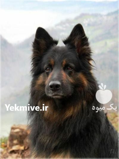 بزرگ ترین مجموعه فروش سگ ژرمن در لواسان در گروه سگ و گربه در یکمیوه -عکس1