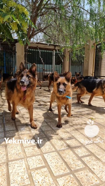 فروش توله ژرمن خوشگل 60 روزه در گروه سگ و گربه در یکمیوه -عکس1