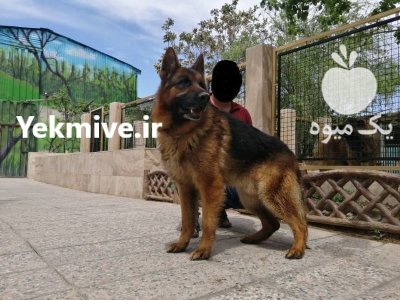 فروش سگ ژرمن نگهبان در لواسان در گروه سگ و گربه در یکمیوه -عکس1