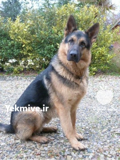 فروش سگ ژرمن شولاین در گروه سگ و گربه در یکمیوه -عکس1