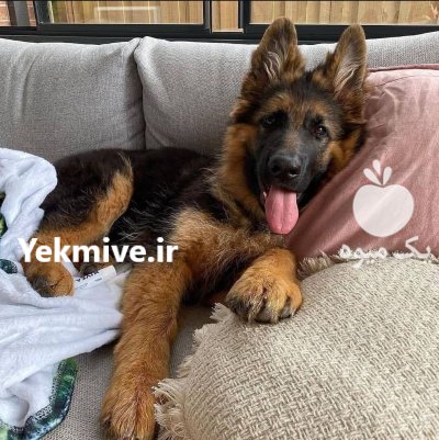 فروش سگ ژرمن شپرد بلک فیس در گروه سگ و گربه در یکمیوه -عکس1