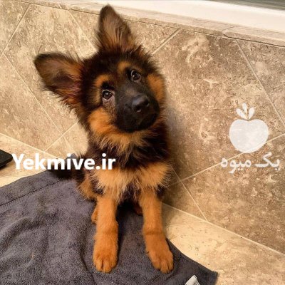 فروش فوق العاده توله سگ ژرمن در چهارباغ در گروه سگ و گربه در یکمیوه -عکس1