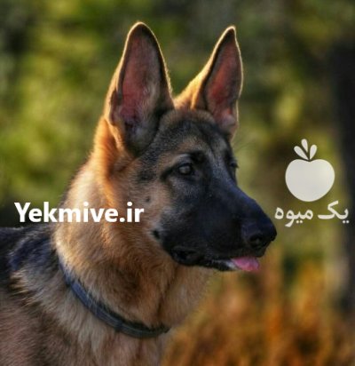 فروش سگ ژرمن شولاین بلک نگهبان در کمال شهر در گروه سگ و گربه در یکمیوه -عکس1