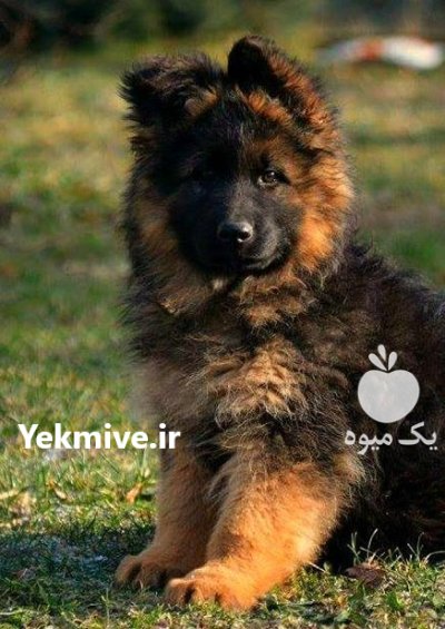 سگ ژرمن شپرد شولاین بلک فیس در گروه سگ و گربه در یکمیوه -عکس2