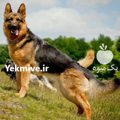 سگ ژرمن شپرد شولاین بلک فیس در گروه سگ و گربه در یکمیوه -عکس3