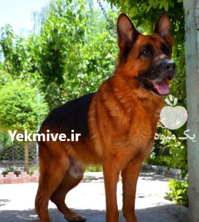 سگ ژرمن شپرد شولاین بلک فیس در گروه سگ و گربه در یکمیوه -عکس4