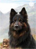 بزرگ ترین مجموعه فروش سگ ژرمن در لواسان در گروه سگ و گربه در یکمیوه