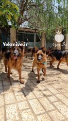 فروش توله ژرمن خوشگل 60 روزه در گروه سگ و گربه در یکمیوه
