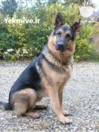 فروش سگ ژرمن شولاین در گروه سگ و گربه در یکمیوه