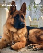 فروش نژاد خفن سگ ژرمن شپرد در چهارباغ در گروه سگ و گربه در یکمیوه