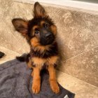 فروش فوق العاده توله سگ ژرمن در چهارباغ در گروه سگ و گربه در یکمیوه