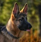 فروش سگ ژرمن شولاین بلک نگهبان در کمال شهر در گروه سگ و گربه در یکمیوه