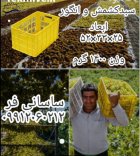 فروش طبق سبد انگور کشمش عمده در قزوین در گروه خرید و فروش انواع سبد در یکمیوه