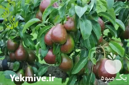 قیمت خرید نهال گلابی پایه رویشی در کرج در گروه خرید و فروش نهال گلابی در یکمیوه -عکس1