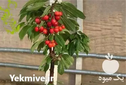 قیمت خرید قیمت نهال گیلاس تکدانه در کرج در گروه خرید و فروش نهال میوه در یکمیوه -عکس1