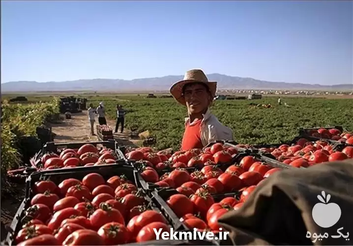 خرید و فروش عمده گوجه در تهران در گروه خرید و فروش گوجه فرنگی در یکمیوه -عکس1