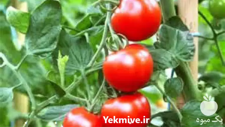 خرید و فروش عمده گوجه صادراتی در تبریز در گروه خرید و فروش گوجه فرنگی در یکمیوه -عکس1