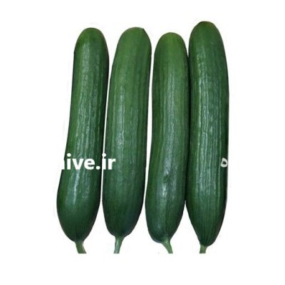 بذر خیار گلخانه ای ناگین در گروه خرید و فروش بذر خیار در یکمیوه -عکس2
