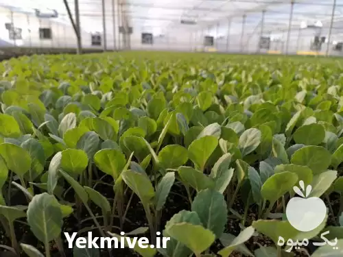 تولید و فروش نشاء شتیل در تبریز در گروه خرید و فروش نشا در یکمیوه -عکس1