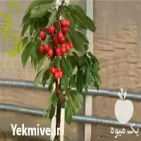 قیمت خرید قیمت نهال گیلاس تکدانه در کرج در گروه خرید و فروش نهال میوه در یکمیوه