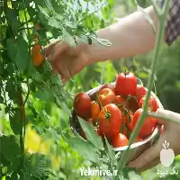 خرید و فروش گوجه صادراتی باکیفیت در تهران در گروه خرید و فروش گوجه فرنگی در یکمیوه