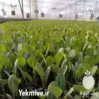 تولید و فروش نشاء شتیل در تبریز در گروه خرید و فروش نشا در یکمیوه