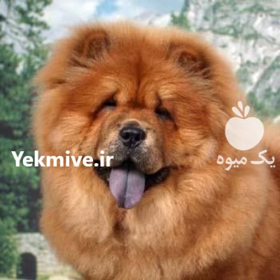 سگ چاو چاو در تجریش در گروه حیوانات خانگی در یکمیوه -عکس2