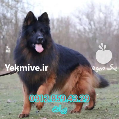 سگ ژرمن شپرد شولاین بلک فیس در طالقان  در گروه سگ و گربه در یکمیوه -عکس1