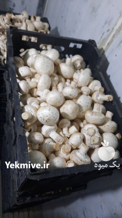 قارچ دکمه ای صدفی بصورت اسلایس در تهران در گروه خرید و فروش قارچ در یکمیوه -عکس3