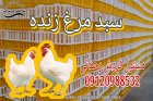 قیمت خرید سبد مرغ زنده در گروه تجهیزات مرغداری در یکمیوه