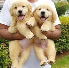 سگ گلدن روتریر بالغ نر ماده در طالقان  در گروه سگ و گربه در یکمیوه