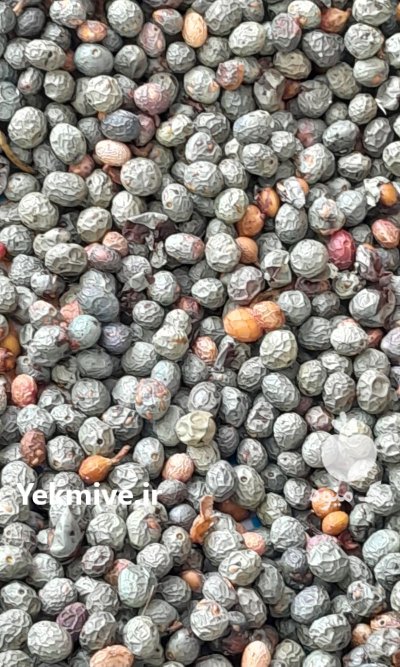 فروش بنه کوهی درجه یک در گروه خرید و فروش گیاهان دارویی در یکمیوه -عکس1