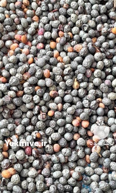 فروش بنه کوهی درجه یک در گروه خرید و فروش گیاهان دارویی در یکمیوه -عکس2