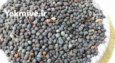 فروش بنه کوهی درجه یک در گروه خرید و فروش گیاهان دارویی در یکمیوه -عکس3