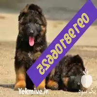 سگ ژرمنشپرد فروش سگهای ژرمنمشپرد در تهران در گروه سگ و گربه در یکمیوه