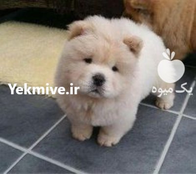 سگ چاو چاو توله و بالغ در گروه سگ و گربه در یکمیوه -عکس1