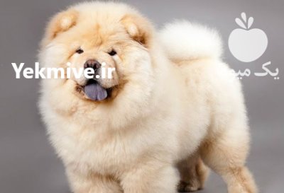 سگ چاو چاو توله و بالغ در گروه سگ و گربه در یکمیوه -عکس2