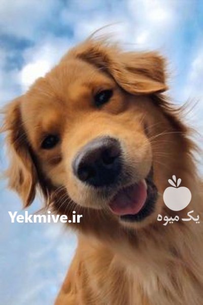 سگ گلدن روتریور بالغ در گروه سگ و گربه در یکمیوه -عکس2