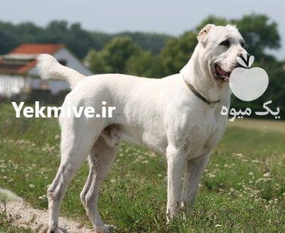 سگ الابای بالغ و قدرتمند در گروه سگ و گربه در یکمیوه -عکس1