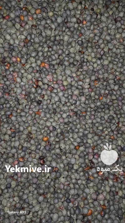 بنه کوهی در شیراز در گروه خرید و فروش گیاهان دارویی در یکمیوه -عکس1