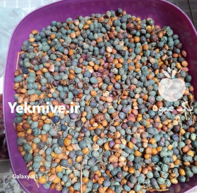 بنه کوهی در شیراز در گروه خرید و فروش گیاهان دارویی در یکمیوه -عکس2