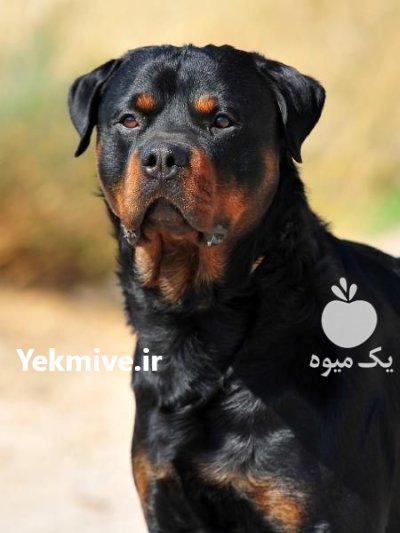 فروش سگ روتوایلر بالغ توله نر در گروه سگ و گربه در یکمیوه -عکس1