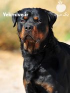 فروش سگ روتوایلر بالغ توله نر در گروه سگ و گربه در یکمیوه