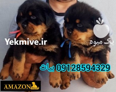 فروش توله روتوایلر مانکی فیس نر در کرج در گروه سگ و گربه در یکمیوه -عکس1
