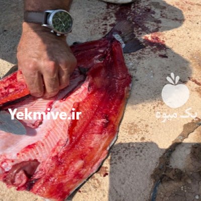 فروش ماهی سالمون صادراتی در گروه خرید و فروش انواع ماهی در یکمیوه -عکس1