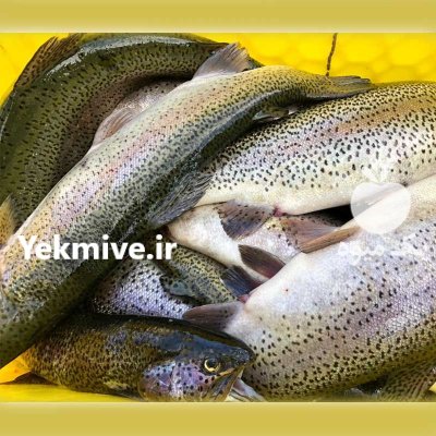 فروش ماهی سالمون صادراتی در گروه خرید و فروش انواع ماهی در یکمیوه -عکس2